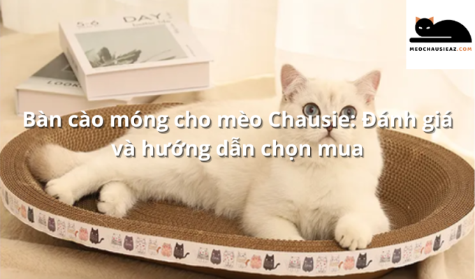 Bàn cào móng cho mèo Chausie: Đánh giá và hướng dẫn chọn mua