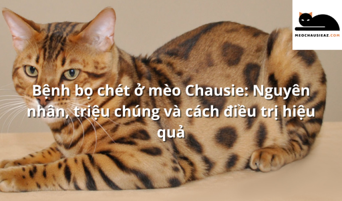 Bệnh bọ chét ở mèo Chausie: Nguyên nhân, triệu chúng và cách điều trị hiệu quả