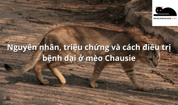 Nguyên nhân, triệu chứng và cách điều trị bệnh dại ở mèo Chausie