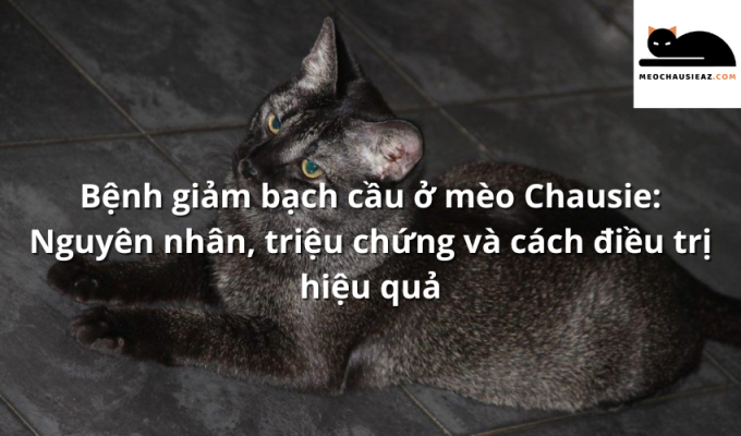 Bệnh giảm bạch cầu ở mèo Chausie: Nguyên nhân, triệu chứng và cách điều trị hiệu quả