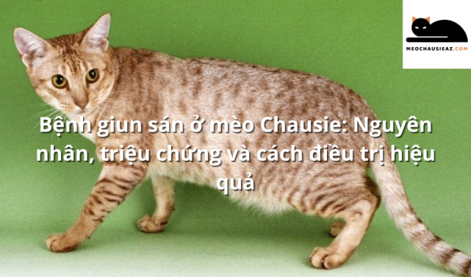 Bệnh giun sán ở mèo Chausie: Nguyên nhân, triệu chứng và cách điều trị hiệu quả