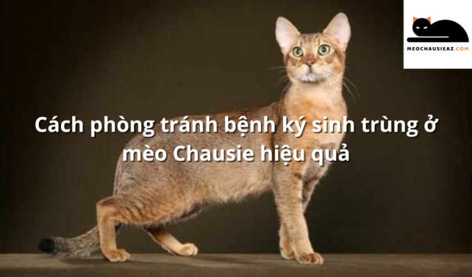 Cách phòng tránh bệnh ký sinh trùng ở mèo Chausie hiệu quả