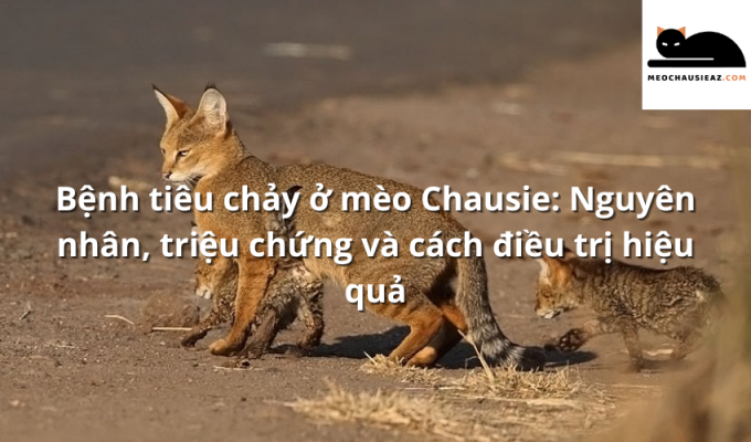 Bệnh tiêu chảy ở mèo Chausie: Nguyên nhân, triệu chứng và cách điều trị hiệu quả