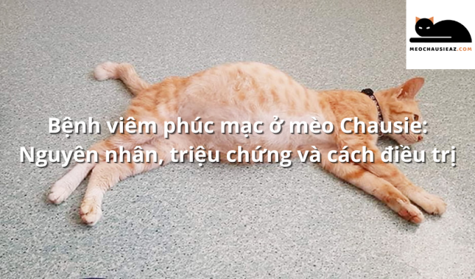 Bệnh viêm phúc mạc ở mèo Chausie: Nguyên nhân, triệu chứng và cách điều trị