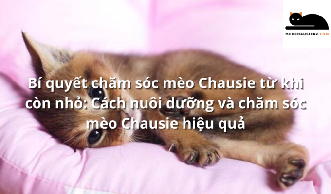 Bí quyết chăm sóc mèo Chausie từ khi còn nhỏ: Cách nuôi dưỡng và chăm sóc mèo Chausie hiệu quả