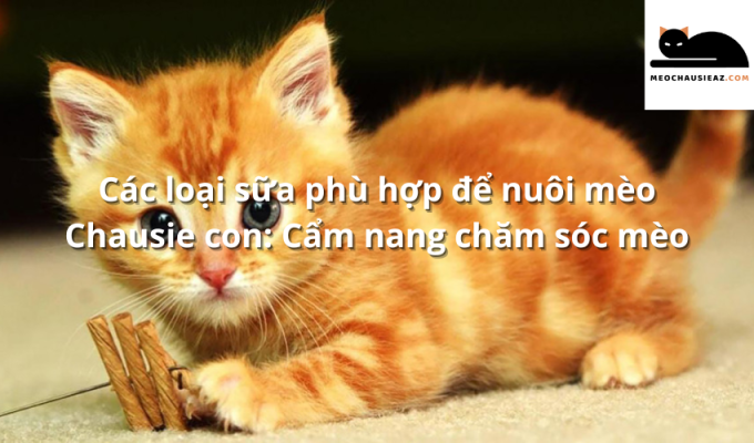 Các loại sữa phù hợp để nuôi mèo Chausie con: Cẩm nang chăm sóc mèo