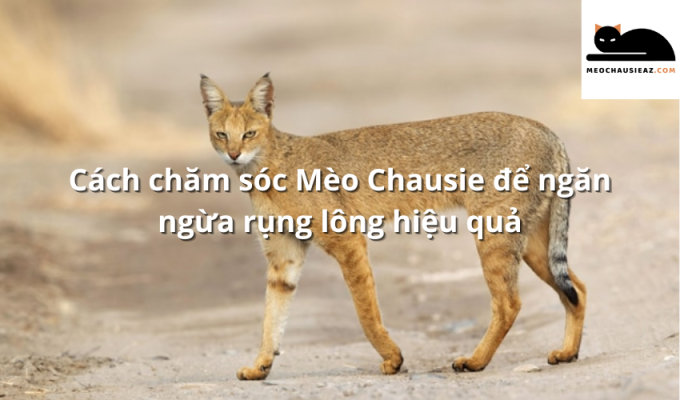 Cách chăm sóc Mèo Chausie để ngăn ngừa rụng lông hiệu quả