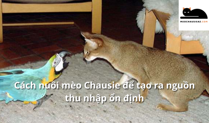 Cách nuôi mèo Chausie để tạo ra nguồn thu nhập ổn định