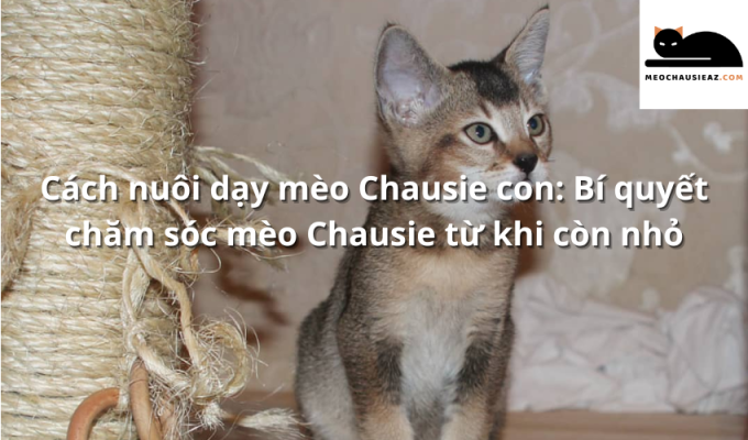 Cách nuôi dạy mèo Chausie con: Bí quyết chăm sóc mèo Chausie từ khi còn nhỏ