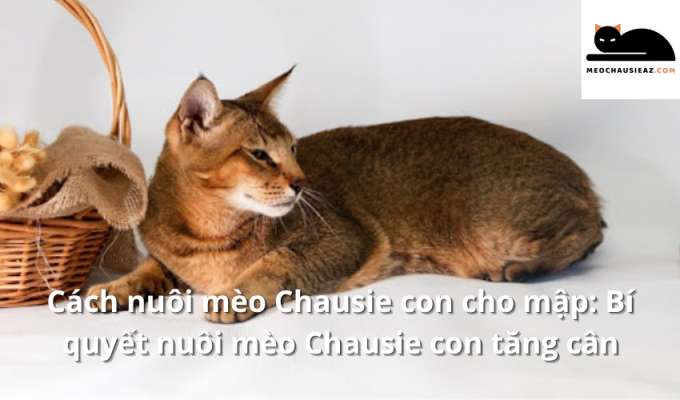 Cách nuôi mèo Chausie con cho mập: Bí quyết nuôi mèo Chausie con tăng cân