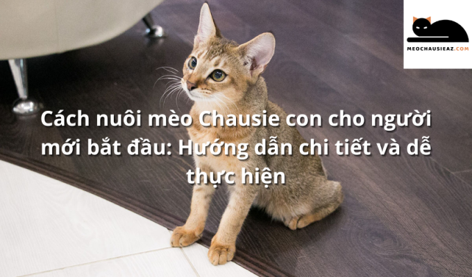 Cách nuôi mèo Chausie con cho người mới bắt đầu: Hướng dẫn chi tiết và dễ thực hiện