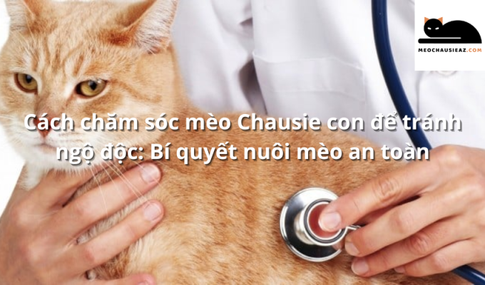 Cách chăm sóc mèo Chausie con để tránh ngộ độc: Bí quyết nuôi mèo an toàn