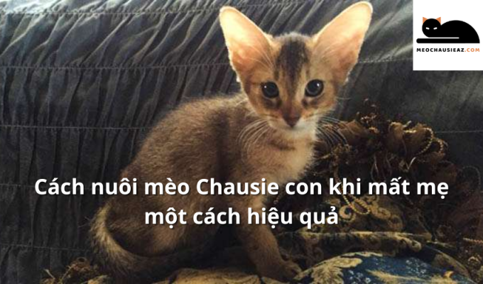 Cách nuôi mèo Chausie con khi mất mẹ một cách hiệu quả