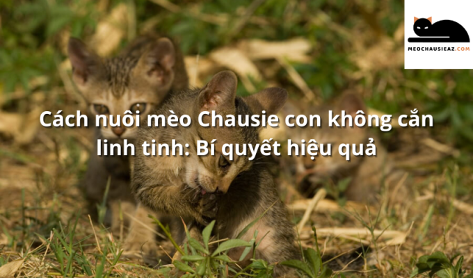 Cách nuôi mèo Chausie con không cắn linh tinh: Bí quyết hiệu quả