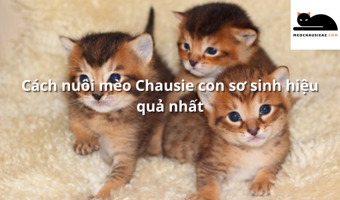 Cách nuôi mèo Chausie con sơ sinh hiệu quả nhất