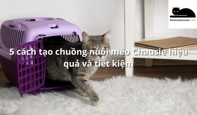 5 cách tạo chuồng nuôi mèo Chausie hiệu quả và tiết kiệm