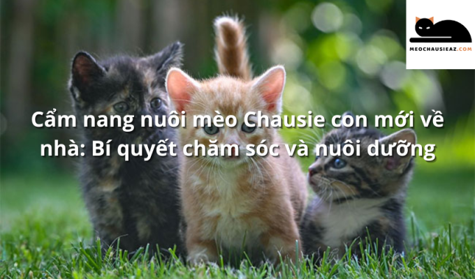 Cẩm nang nuôi mèo Chausie con mới về nhà: Bí quyết chăm sóc và nuôi dưỡng