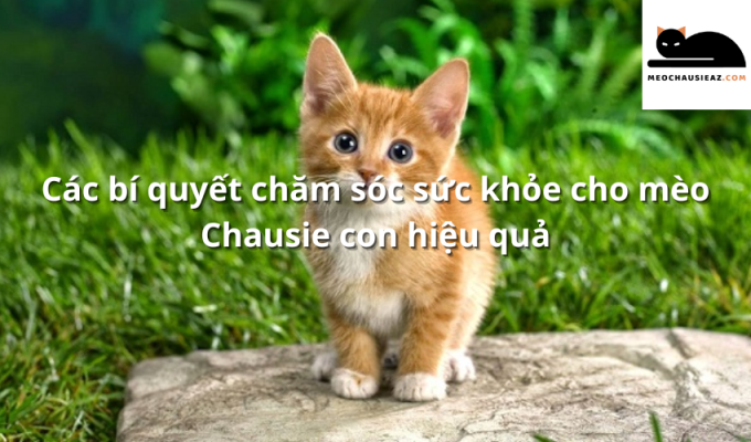 Các bí quyết chăm sóc sức khỏe cho mèo Chausie con hiệu quả