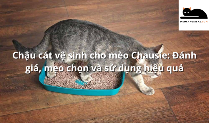 Chậu cát vệ sinh cho mèo Chausie: Đánh giá, mẹo chọn và sử dụng hiệu quả