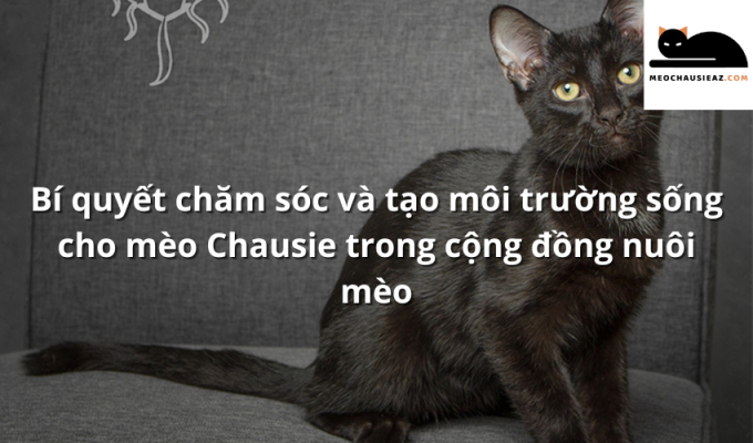 Bí quyết chăm sóc và tạo môi trường sống cho mèo Chausie trong cộng đồng nuôi mèo