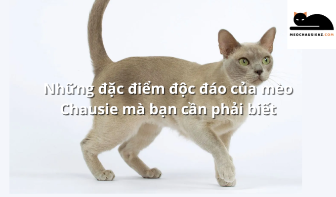 Những đặc điểm độc đáo của mèo Chausie mà bạn cần phải biết