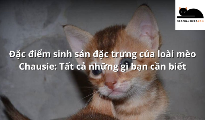 Đặc điểm sinh sản đặc trưng của loài mèo Chausie: Tất cả những gì bạn cần biết