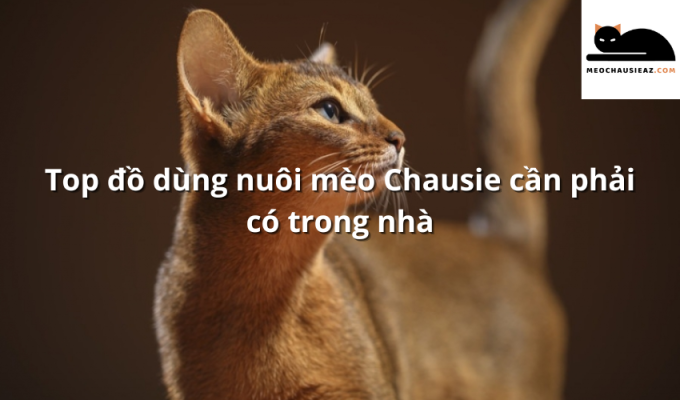 Top đồ dùng nuôi mèo Chausie cần phải có trong nhà