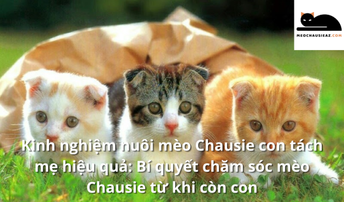 Kinh nghiệm nuôi mèo Chausie con tách mẹ hiệu quả: Bí quyết chăm sóc mèo Chausie từ khi còn con