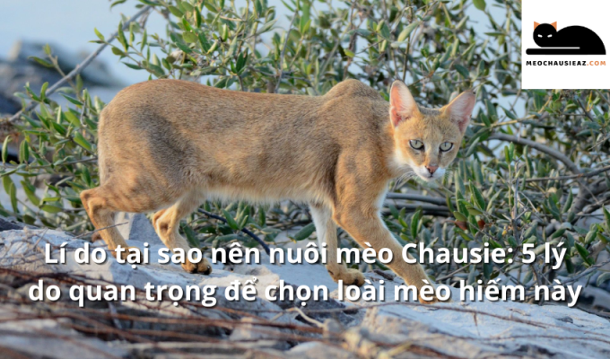 Lí do tại sao nên nuôi mèo Chausie: 5 lý do quan trọng để chọn loài mèo hiếm này