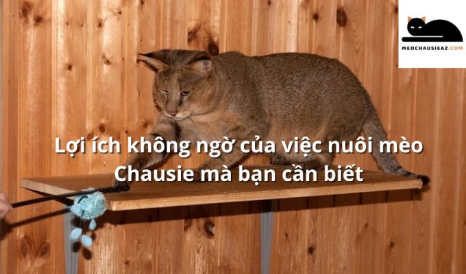 Lợi ích không ngờ của việc nuôi mèo Chausie mà bạn cần biết