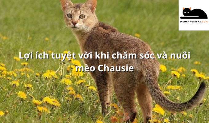 Lợi ích tuyệt vời khi chăm sóc và nuôi mèo Chausie