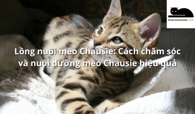 Lồng nuôi mèo Chausie: Cách chăm sóc và nuôi dưỡng mèo Chausie hiệu quả