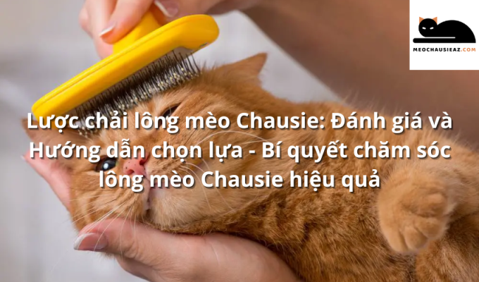 Lược chải lông mèo Chausie: Đánh giá và Hướng dẫn chọn lựa - Bí quyết chăm sóc lông mèo Chausie hiệu quả