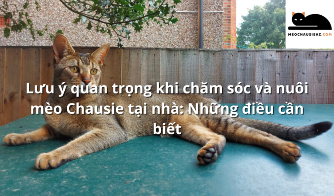 Lưu ý quan trọng khi chăm sóc và nuôi mèo Chausie tại nhà: Những điều cần biết