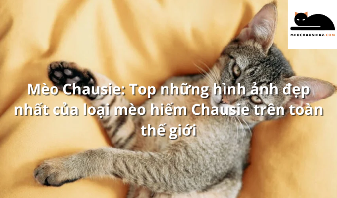 Mèo Chausie: Top những hình ảnh đẹp nhất của loại mèo hiếm Chausie trên toàn thế giới