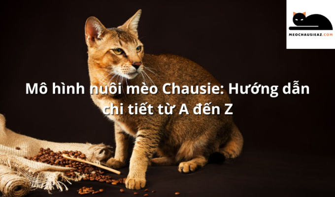 Mô hình nuôi mèo Chausie: Hướng dẫn chi tiết từ A đến Z