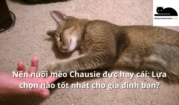 Nên nuôi mèo Chausie đực hay cái: Lựa chọn nào tốt nhất cho gia đình bạn?