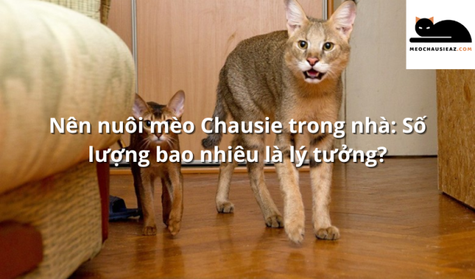 Nên nuôi mèo Chausie trong nhà: Số lượng bao nhiêu là lý tưởng?