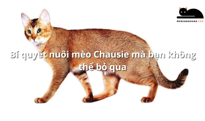 Bí quyết nuôi mèo Chausie mà bạn không thể bỏ qua