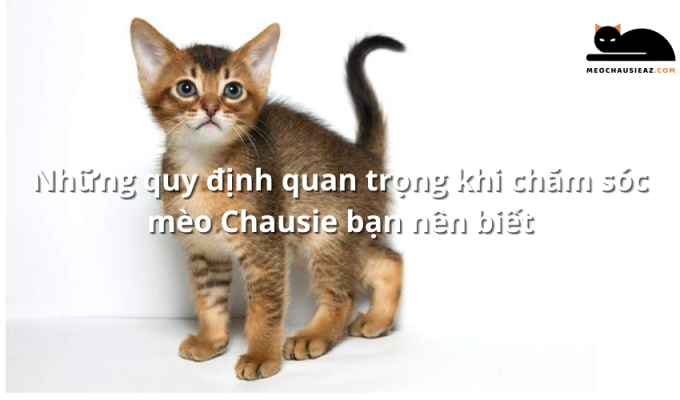 Những quy định quan trọng khi chăm sóc mèo Chausie bạn nên biết