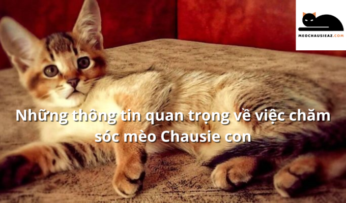 Những thông tin quan trọng về việc chăm sóc mèo Chausie con