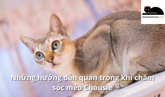 Những hướng dẫn quan trọng khi chăm sóc mèo Chausie