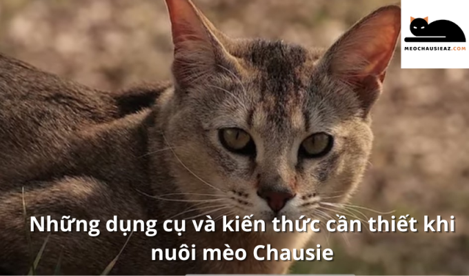 Những dụng cụ và kiến thức cần thiết khi nuôi mèo Chausie