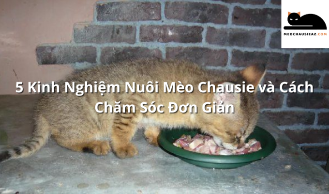 5 Kinh Nghiệm Nuôi Mèo Chausie và Cách Chăm Sóc Đơn Giản