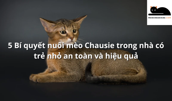 5 Bí quyết nuôi mèo Chausie trong nhà có trẻ nhỏ an toàn và hiệu quả