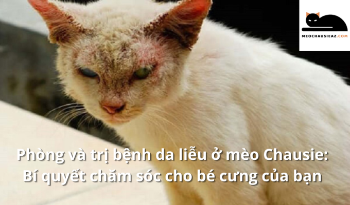 Phòng và trị bệnh da liễu ở mèo Chausie: Bí quyết chăm sóc cho bé cưng của bạn