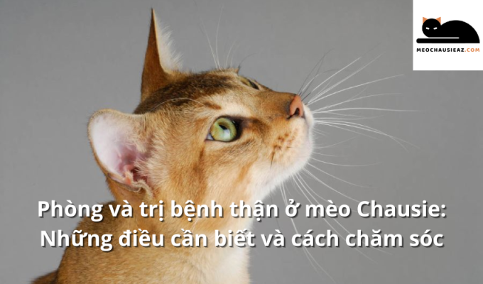 Phòng và trị bệnh thận ở mèo Chausie: Những điều cần biết và cách chăm sóc