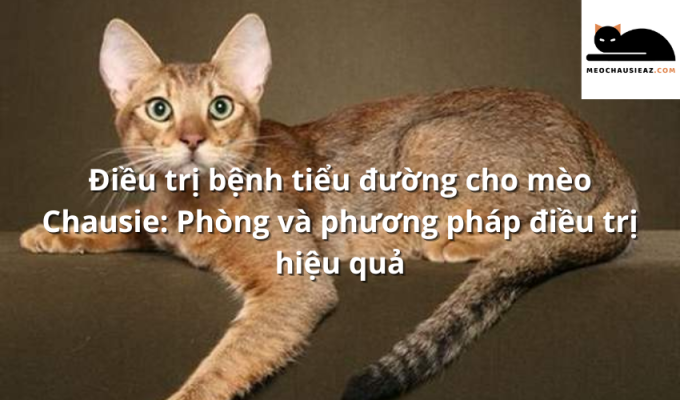 Điều trị bệnh tiểu đường cho mèo Chausie: Phòng và phương pháp điều trị hiệu quả