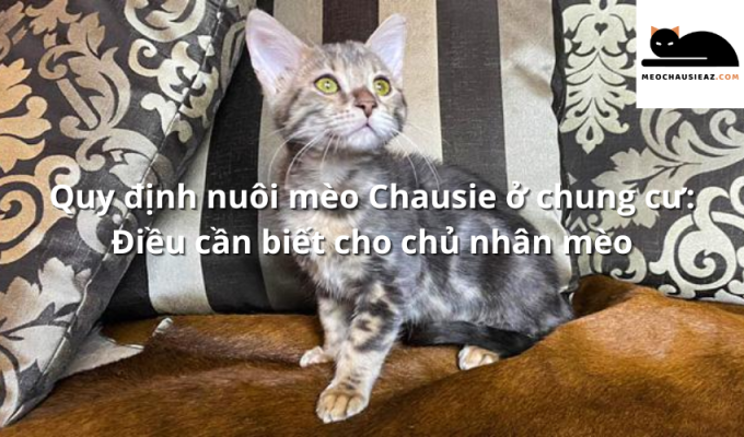 Quy định nuôi mèo Chausie ở chung cư: Điều cần biết cho chủ nhân mèo