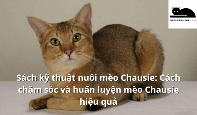 Sách kỹ thuật nuôi mèo Chausie: Cách chăm sóc và huấn luyện mèo Chausie hiệu quả